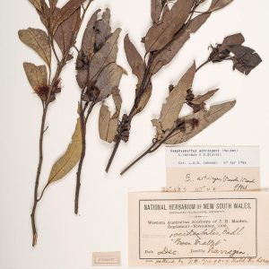 Digitalisering nationaal herbarium New South Wales